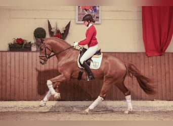 Westphalian, Stallion, 8 years, 16.3 hh, Chestnut-Red