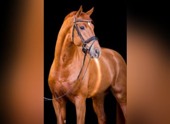 Westphalian, Stallion, 8 years, 16.3 hh, Chestnut-Red