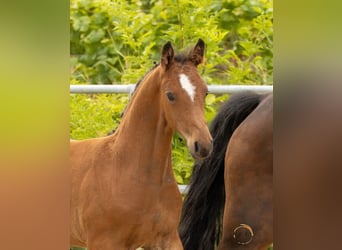 Westphalian, Stallion, Foal (04/2024), 16.1 hh, Brown