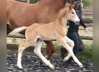Westphalian, Stallion, Foal (05/2026), 16.1 hh, Chestnut-Red