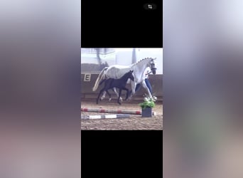 Westphalian, Stallion, Foal (05/2026), 16.1 hh, Grey-Dark-Tan