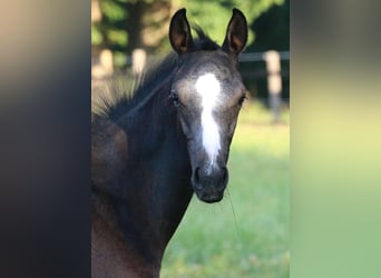 Westphalian, Stallion, Foal (05/2025), 16.1 hh, Grey