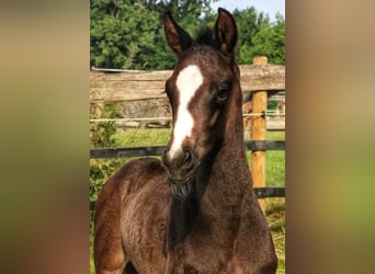 Westphalian, Stallion, Foal (05/2025), 16.1 hh, Grey