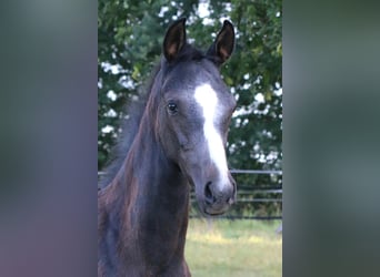 Westphalian, Stallion, Foal (05/2025), 16.1 hh, Grey