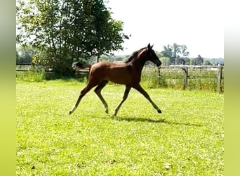 Westphalian, Stallion, Foal (04/2026), 16.2 hh, Bay-Dark