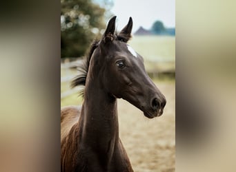 Westfale, Hengst, Fohlen (04/2024), 16,2 hh, Rappe