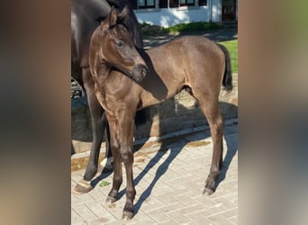 Westphalian, Stallion, , 16.2 hh, Black