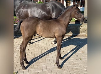 Westphalian, Stallion, , 16.2 hh, Black