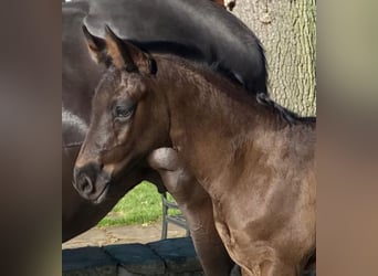 Westphalian, Stallion, , 16.2 hh, Black