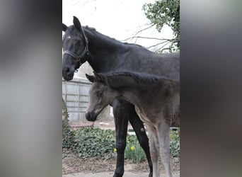 Westphalian, Stallion, , 16.2 hh, Black