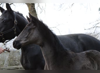 Westphalian, Stallion, , 16.2 hh, Black