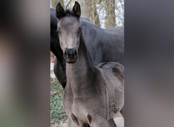 Westphalian, Stallion, , 16.2 hh, Black