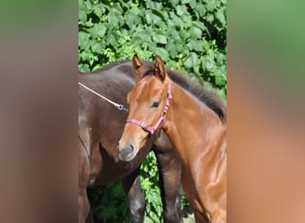 Westphalian, Stallion, Foal (04/2024), 16,2 hh, Brown