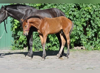 Westphalian, Stallion, Foal (04/2024), 16,2 hh, Brown