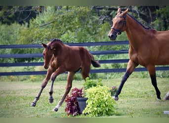 Westphalian, Stallion, Foal (06/2024), 16,2 hh, Brown