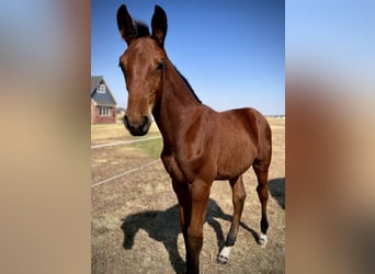 Westfale, Hengst, Fohlen (06/2024), 16,2 hh, Brauner