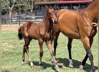 Westfale, Hengst, Fohlen (06/2024), 16,2 hh, Brauner