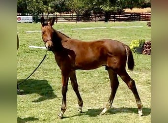 Westfale, Hengst, Fohlen (06/2024), 16,2 hh, Brauner