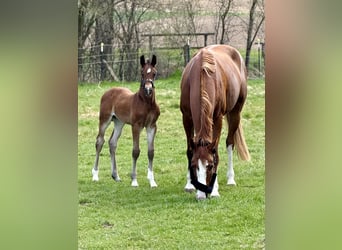 Westphalian, Stallion, , 16.2 hh, Brown