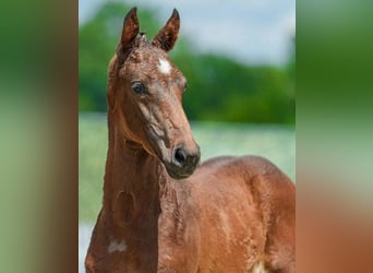 Westphalian, Stallion, Foal (04/2026), 16.2 hh, Brown