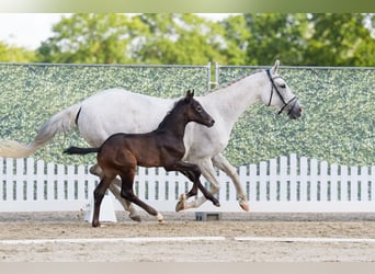 Westphalian, Stallion, Foal (06/2026), 16.2 hh, Can be white