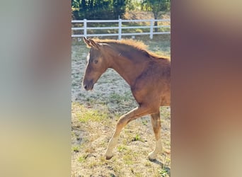 Westphalian, Stallion, Foal (05/2026), 16.2 hh, Chestnut