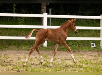 Westphalian, Stallion, Foal (05/2026), 16.2 hh, Chestnut