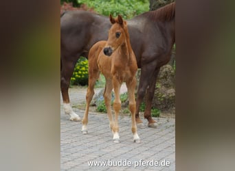 Westphalian, Stallion, Foal (03/2026), 16.2 hh, Chestnut