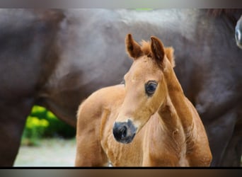 Westphalian, Stallion, Foal (03/2026), 16.2 hh, Chestnut