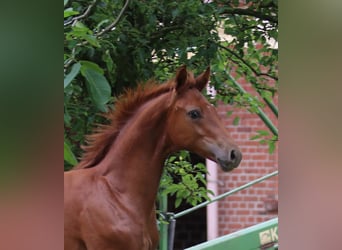 Westphalian, Stallion, Foal (02/2024), 16.2 hh, Chestnut-Red
