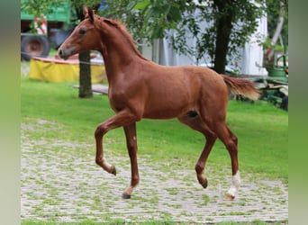 Westphalian, Stallion, Foal (02/2024), 16.2 hh, Chestnut-Red