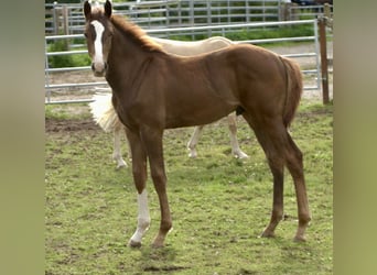 Westphalian, Stallion, Foal (03/2024), 16.2 hh, Chestnut