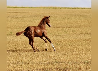 Westphalian, Stallion, Foal (03/2024), 16.2 hh, Chestnut