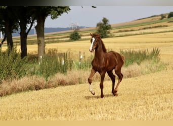 Westphalian, Stallion, Foal (03/2024), 16.2 hh, Chestnut