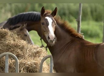 Westphalian, Stallion, Foal (03/2024), 16.2 hh, Chestnut