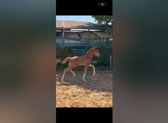 Westphalian, Stallion, Foal (05/2024), 16,2 hh