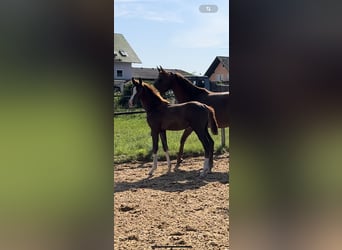 Westphalian, Stallion, Foal (05/2024), 16,2 hh