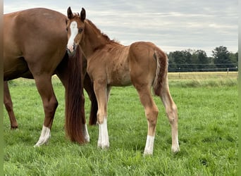 Westphalian, Stallion, Foal (05/2024), 16,2 hh