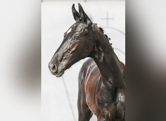 Westphalian, Stallion, Foal (04/2024), 16,2 hh, Gray-Dark-Tan