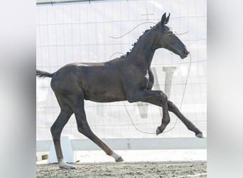 Westphalian, Stallion, Foal (04/2024), 16,2 hh, Gray-Dark-Tan