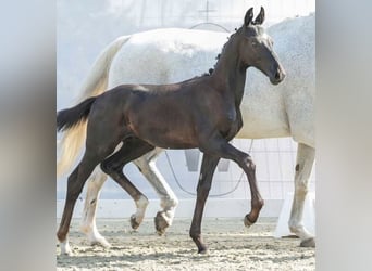 Westphalian, Stallion, Foal (04/2024), 16,2 hh, Gray-Dark-Tan