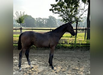 Westphalian, Stallion, Foal (02/2024), 16.2 hh, Gray