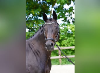Westphalian, Stallion, Foal (05/2026), 16.2 hh, Smoky-Black