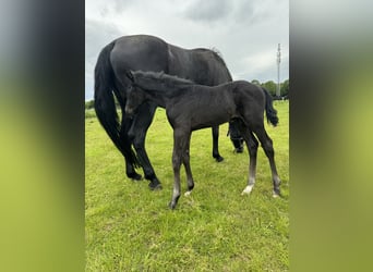 Westphalian, Stallion, Foal (05/2026), 16.2 hh, Smoky-Black