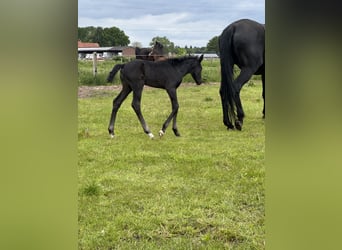 Westphalian, Stallion, Foal (05/2026), 16.2 hh, Smoky-Black