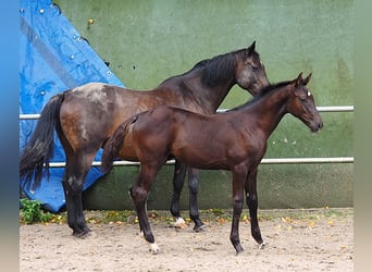 Westphalian, Stallion, Foal (04/2026), 16.2 hh, Smoky-Black