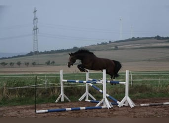 Westphalian, Stallion, Foal (03/2024), 16.2 hh, Sorrel