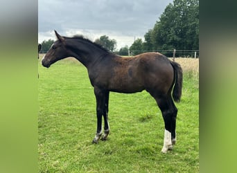 Westphalian, Stallion, Foal (03/2026), 16.3 hh, Bay-Dark