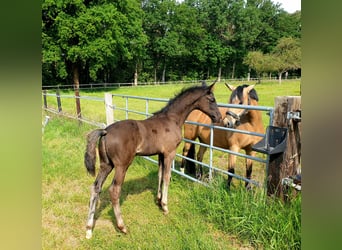 Westphalian, Stallion, , 16.3 hh, Black