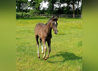 Westphalian, Stallion, , 16.3 hh, Black